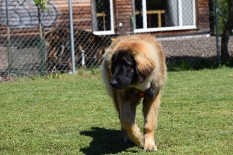 DSC_0902 (Kopie)
